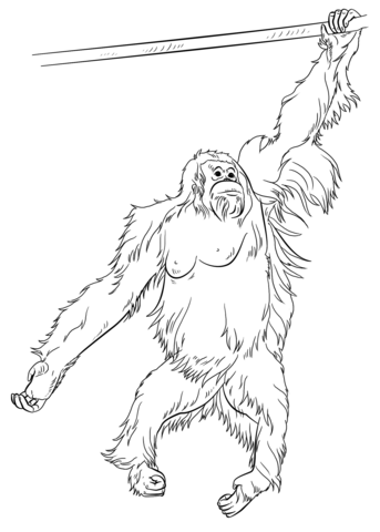 Sumatran Orangutan Coloring Page